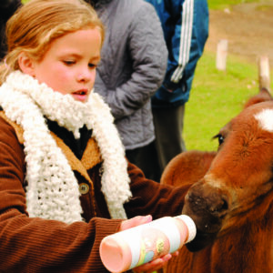 Estância 25 de Mayo Tarde de Campo
