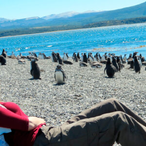 Pinguinera Terrestre