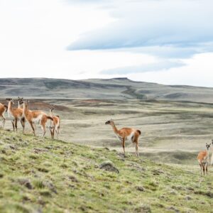 Safari Experience, Fauna e Estepa